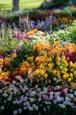 Çiçeklerin renkli bir görüntüsü güneşli bir bahçe alanını doldurur. Sarı, pembe ve morun çeşitli tonları ziyaretçileri doğanın güzelliğinin tadını çıkarmaya davet eden canlı bir sahne yaratır..