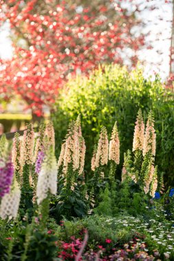 Narin çiçekler güzel bir bahçede güneş ışığına doğru uzanıyor. Pembe ve beyaz çiçekler yemyeşil yapraklarla çevrili. Huzurlu ve davetkar bir atmosfer yaratıyorlar..