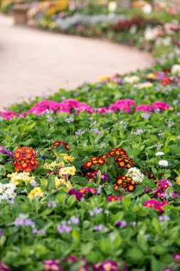 Canlı bir çiçek sergisi dolambaçlı bir bahçe yolu çiziyor. Kırmızı, sarı ve mor renkler ile neşeli çiçekler güneşli bir bahar gününde ziyaretçileri karşılar..