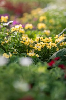 Bir sürü çiçekle dolu güneşli bir bahçe renk ile canlıdır. Sarı çiçekler yeşil yaprakların arasında duruyor, arıları çekiyor ve sükuneti davet ediyor. Doğanın güzelliği gelişir..