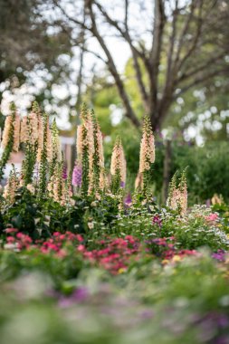 Renkli çiçekler bahar zamanı sakin bir bahçe sahnesinde canlı bir şekilde çiçek açar. Yüksekeldivenler yemyeşil ve ağaçlarla çevrili, hayat dolu çiçeklerin arasından yükselir..