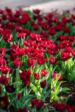 Işıl ışıl kırmızı laleler yemyeşil bahçe boyunca uzanır. Güneş ışığı çiçekleri aydınlatır ve güzel, sakin bir atmosfer yaratır..