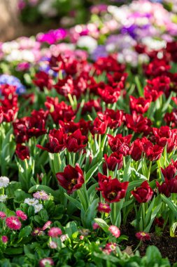 Canlı bir bahçede, sıcak güneş ışığı altında kırmızı lale kümeleri yavaşça sallanıyor. Çevrelerinde çeşitli renkli çiçekler var. İlkbahar manzarasına neşe ve güzellik katıyorlar..