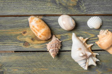 Değişik deniz kabukları eskimiş ahşap bir yüzeyde duruyor, eşsiz şekiller ve ince renkler sergiliyorlar. Her deniz kabuğu okyanus derinlikleri ve kumlu kıyılar hakkında merak ve merak uyandıran bir hikaye anlatır..