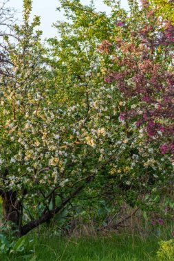 Sakin bir bahçede, beyaz ve pembe çiçeklerle süslenmiş ağaçlar günbatımının yumuşak ışığını yakalar. Çiçeklerin kokusu havayı dolduruyor, doğayı sevenlere huzur ve neşe veriyor..