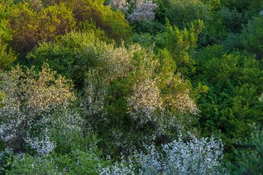 A lush hillside comes alive in spring with blooming flowers and rich greenery. The sun filters through the leaves, illuminating the delicate petals in a harmonious display of nature's beauty.