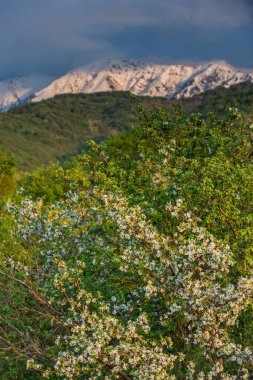 Brilliant white blossoms contrast with lush green foliage against the backdrop of snow-capped mountains under a dramatic sky during a picturesque spring evening.