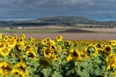 Canlı ayçiçeği sıraları gökyüzüne doğru uzanıyor, yüzleri güneşe dönüyor. Resmedilmeye değer bir manzara, bulutlu mavi gökyüzünün altındaki yumuşak tepeleri gözler önüne seriyor..