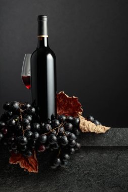 Juicy blue grapes and a bottle of red wine on a black background.