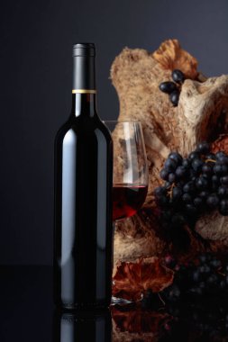 Bottle and glass of red wine. In the background old snag and grapes with dried-up vine leaves.