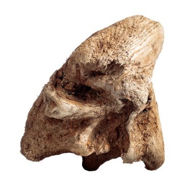 Dry snag of a coniferous tree, old weathered relief wood isolated on a white background.