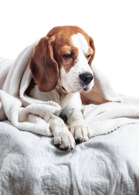 Beagle izole beyaz arka plan üzerinde beyaz battaniye altında.