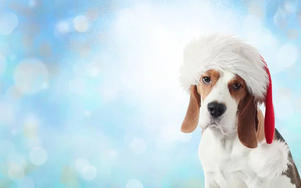 Trauriger Beagle Mit Weihnachtsmütze Vor Weihnachtlichem Hintergrund Kopierraum — Stockfoto