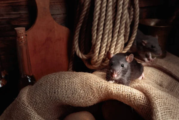 Rats Dans Une Ancienne Grange Avec Légumes Ustensiles Cuisine — Photo