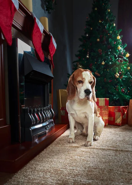 小猎犬在靠近壁炉和圣诞树的地方 带着圣诞礼物躺在地毯上 — 图库照片