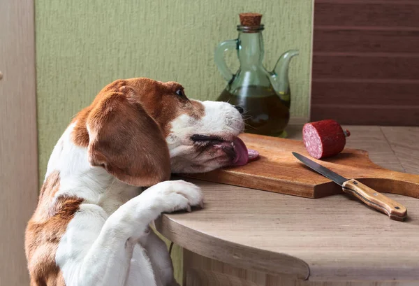 Beagle Mutfak Masasından Sosis Yiyor — Stok fotoğraf