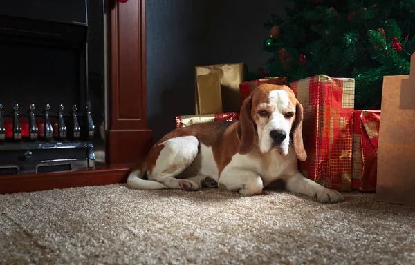 Beagle Auf Dem Teppich Mit Weihnachtsgeschenken Der Nähe Von Kamin — Stockfoto