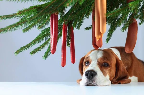 Lonely Beagle Christmas Tree Sausages Owner Present Home Sausage Pleasant — Stock Photo, Image