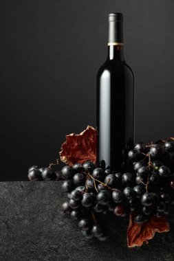 Juicy blue grapes and a bottle of red wine on a black background.