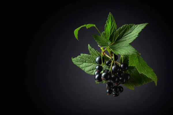 Branch of black currant with leaves and ripe juicy berries on a black background. Copy space.