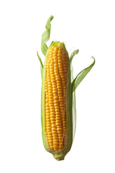 Friss Kukorica Csövek Elszigetelt Fehér Background — Stock Fotó