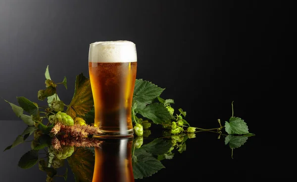 啤酒与啤酒花和大麦的黑色反光背景 复制空间 — 图库照片