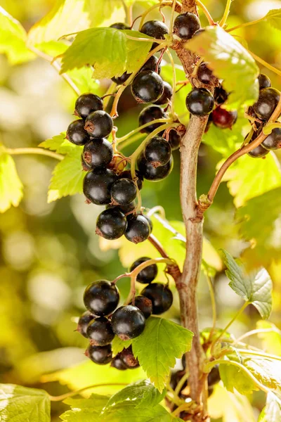 Close Ripe Black Currant Branch Garden — Stockfoto