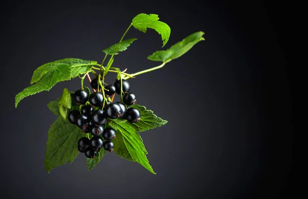 Schwarze Johannisbeere Mit Blättern Und Reifen Saftigen Beeren Auf Dunklem — Stockfoto