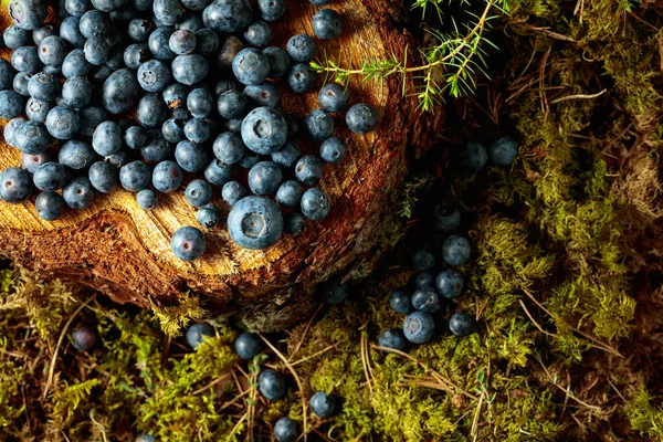 Fresh Blueberries Stump Forest Top View — Stock Photo, Image