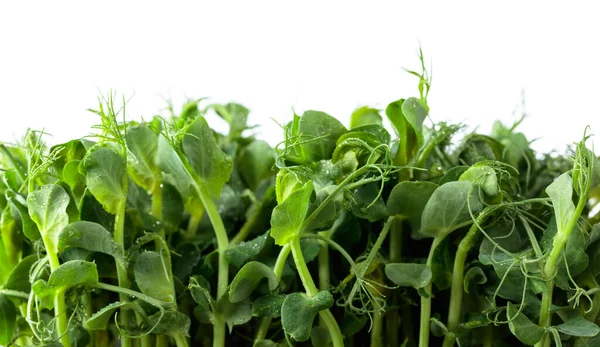 白い背景に孤立した新鮮なエンドウ豆のマイクログリーンの芽 健康食品 — ストック写真
