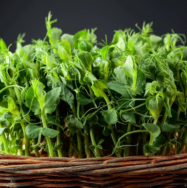 黒の背景に新鮮なエンドウ豆のマイクログリーンの芽 健康食品 — ストック写真