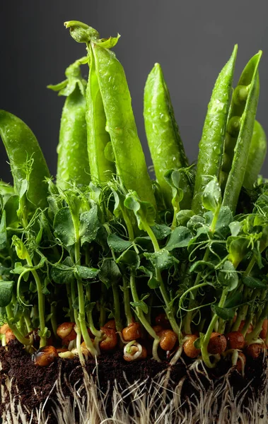 黒の背景に新鮮なエンドウ豆のポッドとマイクログリーンの芽 健康食品の概念 — ストック写真