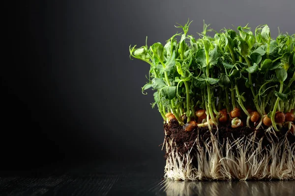 Свіжі Горохові Мікрозелені Паростки Чорному Дерев Яному Столі Здорова Їжа — стокове фото
