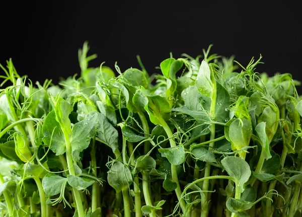 黒の背景に新鮮なエンドウ豆のマイクログリーンの芽 健康食品 — ストック写真