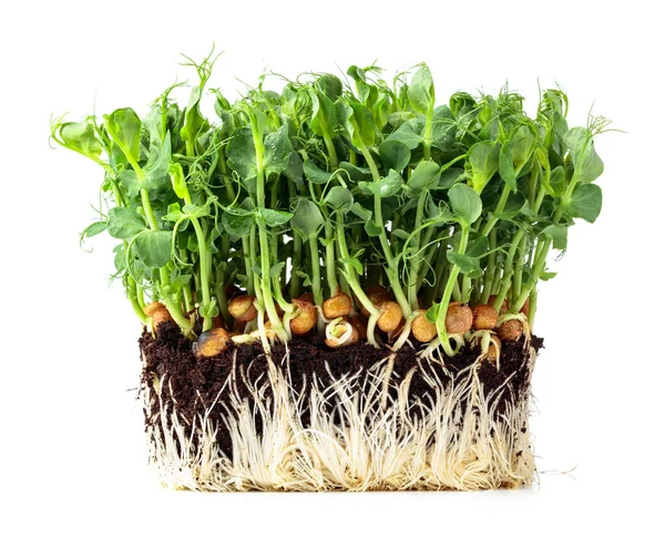 Ervilha Fresca Brotos Microverdes Isolados Fundo Branco Alimentos Saudáveis — Fotografia de Stock
