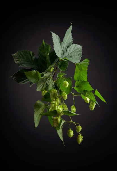Blühender Hopfen Mit Blättern Auf Schwarzem Hintergrund — Stockfoto