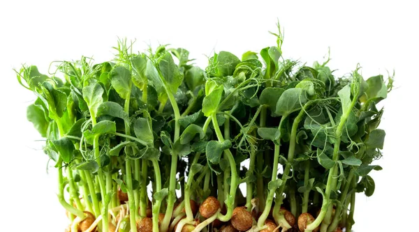 Свіжі Горохові Мікрозелені Паростки Ізольовані Білому Тлі Здорова Їжа — стокове фото