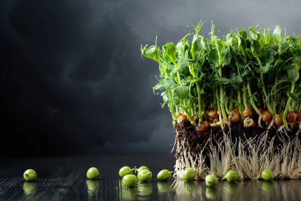 黒の木製のテーブルの上に新鮮なエンドウ豆のマイクログリーンの芽 健康食品 — ストック写真