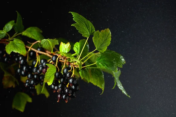 Black Currant Sprinkled Water Wet Branch Berries Black Background — Stockfoto