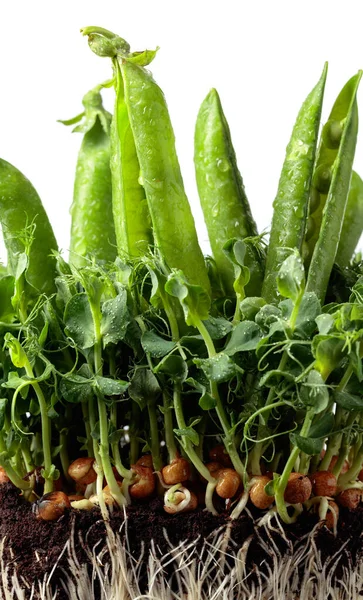 白い背景に新鮮なエンドウ豆のポッドとマイクログリーンの芽 健康食品の概念 — ストック写真