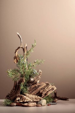 Kuzey doğa sahnesinde ardıç, taşlar ve kuru pürüzler var. Ürün markalaşması, kimlik ve ambalaj için tarafsız bej arka plan. Doğal pastel renkler. Boşluğu kopyala, ön görünüm.