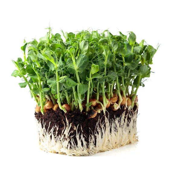 白い背景に孤立した新鮮なエンドウ豆のマイクログリーンの芽 健康食品 — ストック写真