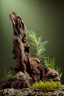 Leğen, çam dalları ve kuru pürüzler içeren soyut kuzey doğası sahnesi. Kozmetik için koyu yeşil arka plan, güzellik ürünü markalaşma, kimlik ve ambalaj. Boşluğu kopyala.