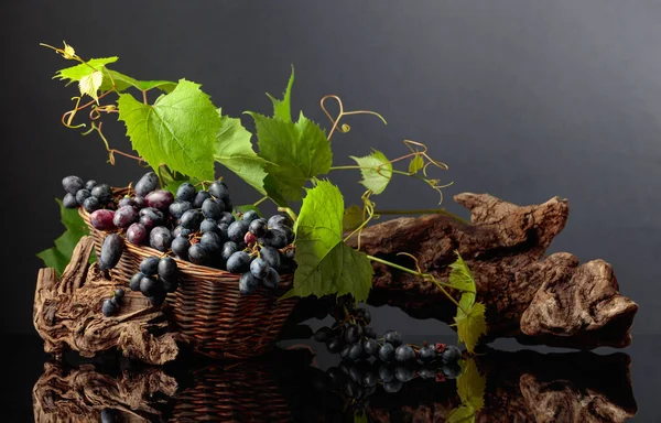 Niebieskie Winogrona Gałązki Winorośli Czarnym Tle Odblaskowym Przestrzeń Kopiowania — Zdjęcie stockowe