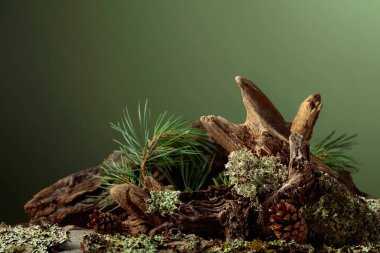 Leğen, çam dalları ve kuru pürüzler içeren soyut kuzey doğası sahnesi. Kozmetik, güzellik ürünleri markalaşma, kimlik ve ambalaj için yeşil arka plan. Boşluğu kopyala.