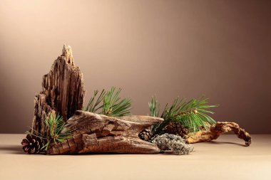 Leğen, çam dalları ve kuru pürüzler içeren soyut kuzey doğası sahnesi. Kozmetik için bej arka plan, güzellik ürünü markalaşma, kimlik ve ambalaj. Boşluğu kopyala.