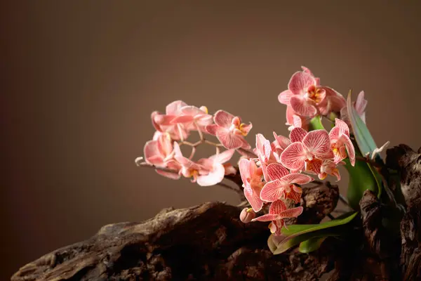 Orchidée Rose Sur Vieux Chicots Bois Fond Beige Avec Espace — Photo
