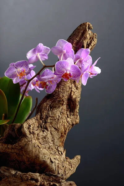 Orchidée Violette Sur Vieux Chicots Bois Fond Noir Avec Espace — Photo