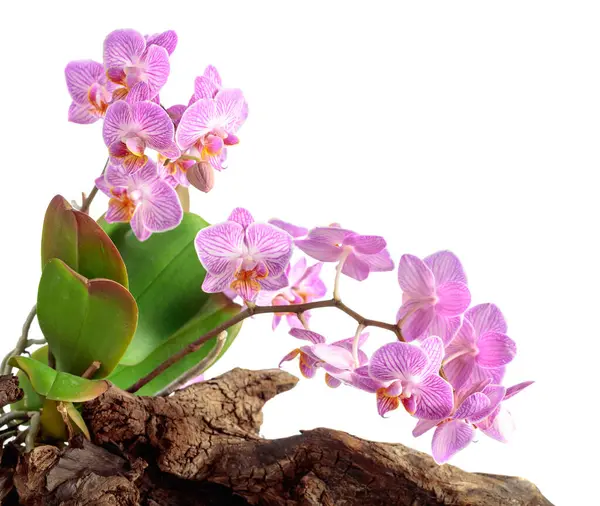 Orchidée Violette Sur Vieux Chicots Bois Isolée Sur Fond Blanc — Photo
