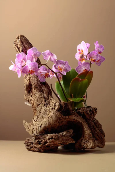 Orchidée Violette Sur Vieux Chicots Bois Fond Beige Avec Espace — Photo